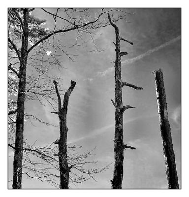 Three Sticks...Shot In IR