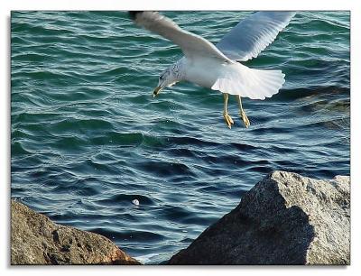 Rock-Hopby Bev Brink