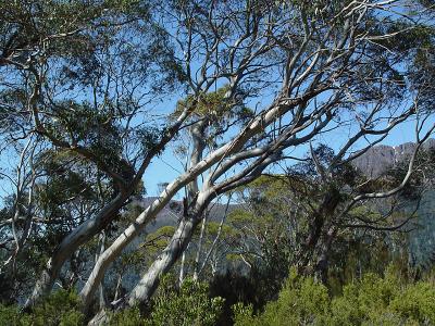  Big Sticks, Bigger Stones    by Helen Betts