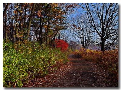 A Walk in the Arboretum by Katherine Kenison