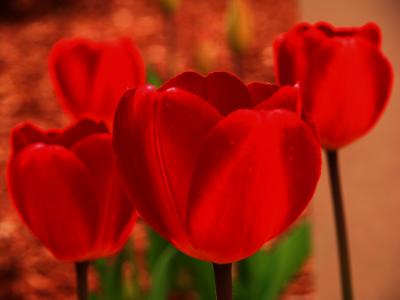 Wild Red Flowersby Phil Johnson *