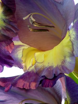 Colorful Gladiola*by Mikelj