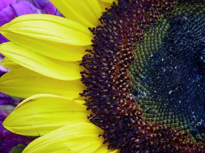 Sunflower*by Mikelj