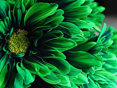  Emerald Greens   by Mark J