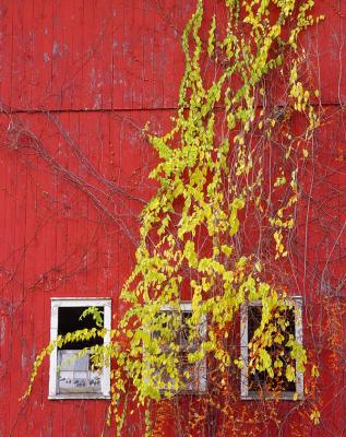  Red and Yellow    by Bertor