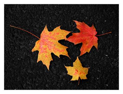 Autumn Colors*by Ed Hahn