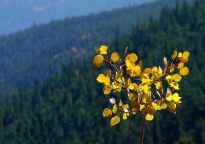 Aspen Bouquet by Tom C