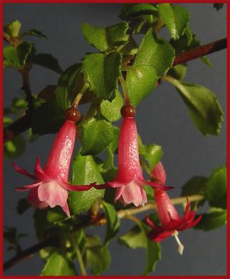 Fuchsia*by Arvin Chaikin