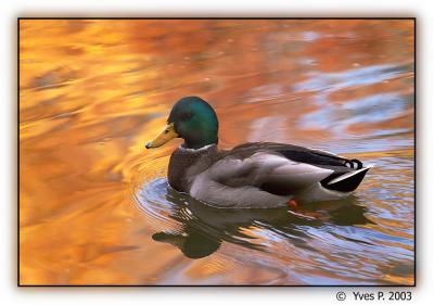 Wandering Duck in Fall by Yves P.