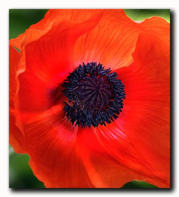 Poppy by Roberta