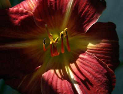 Golden Pollen*by Ann Chaikin