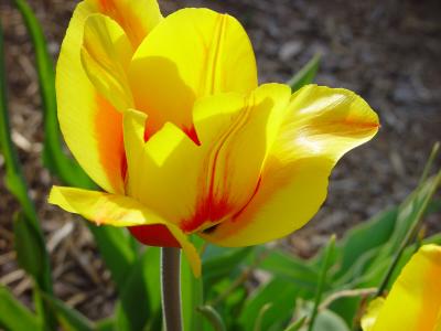 Power Flower  by Lynn Towns