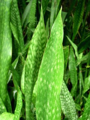 Simply Green* by MarieB