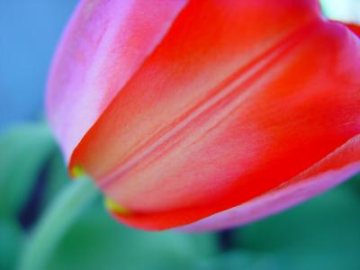 Ravishing Red  by Lynn Towns