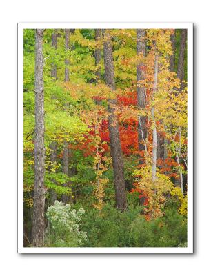 Fall by Matthew Cromer
