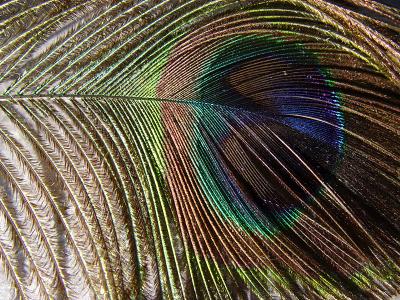 Faded Feather *  by mlynn