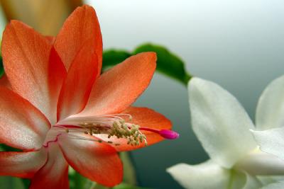 Red Christmas Cactus