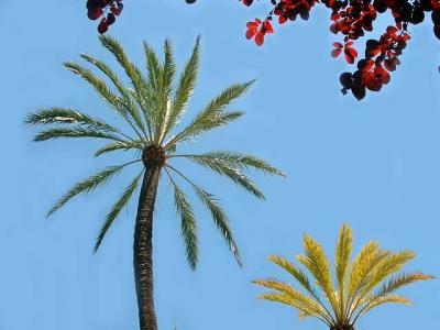 Colores de Elche * by Doris Baillet