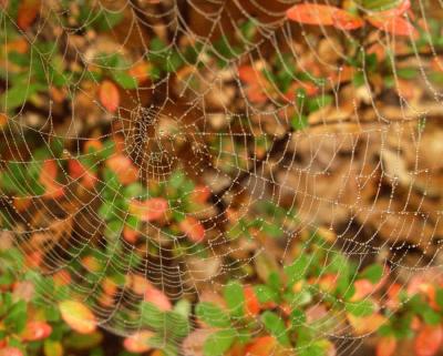 Dew on Spider Web by Bob Dupree