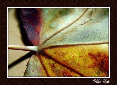 Leaf Collage*