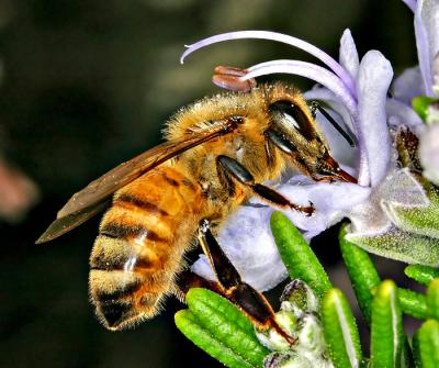 Bee feetersby johnebones