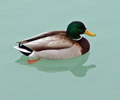 Two Ducksby Norbert