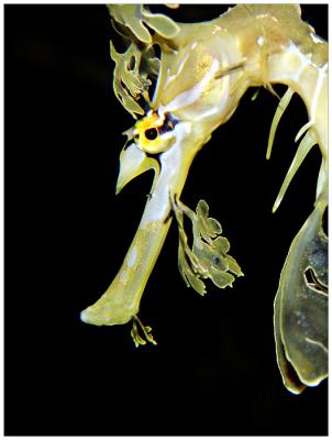 Portrait of a Sea DragonBy Dani