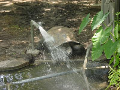 Bathing Turtleby willr04