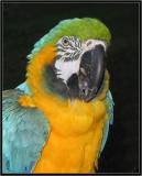 <b>Scoot</b><br>by GPSteve