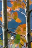 <b>9th</b><br><b> Colors to Fall for  </b> <br> <font size=1> by Karthik</font></p>