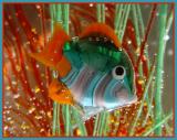 <b>9th<br>Swimming in Glass</b><br><FONT size=2>by Ann Chaikin</FONT>