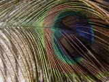 Faded Feather * <br> by mlynn