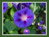 <b>Morning Glory</b><br><font size =1>4score