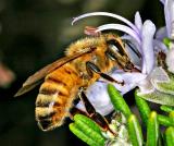 <b>Bee feeters</b><br>by johnebones