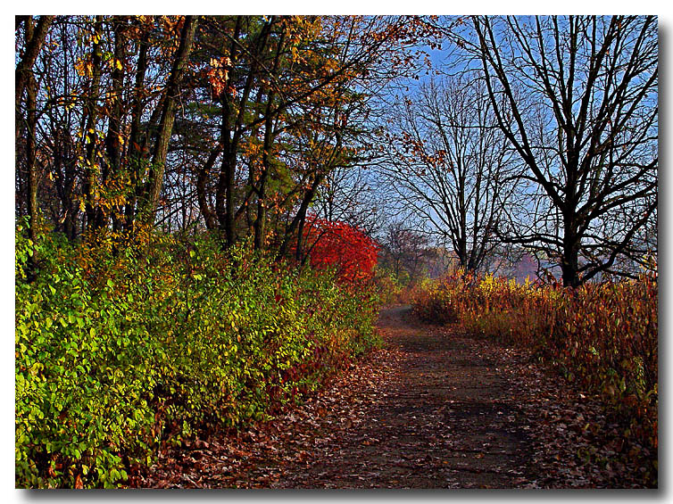 A Walk in the Arboretum by Katherine Kenison