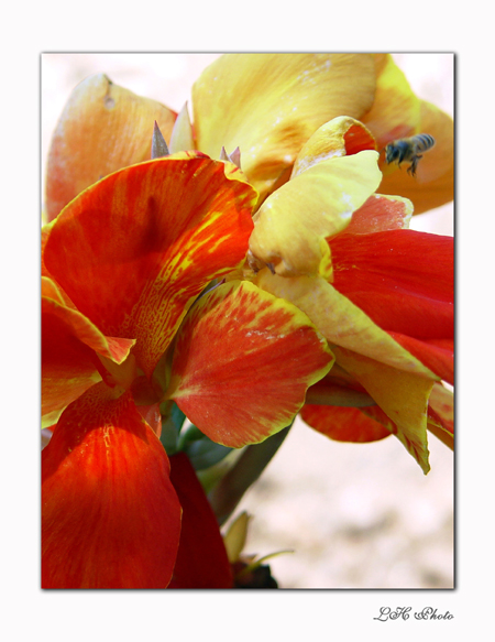 <b>Yellow and Red</b><br><font=1> by LanceD
