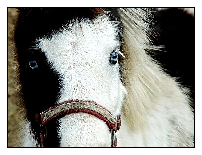 <b>Blue-Eyed Pony</b><br><font size=1>by Bev Brink</font>