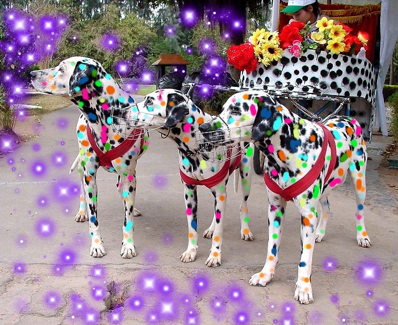 3 Dalmatians by Alec Ee