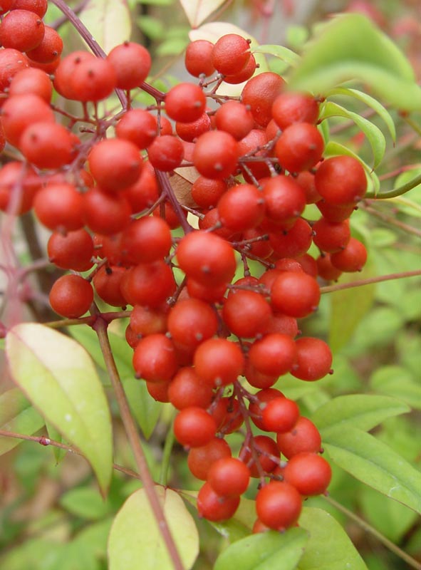 Nandina Berries by Bob Dupree