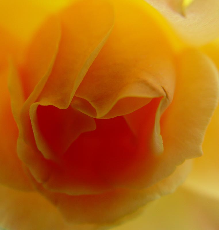 Yellow Rose of ...