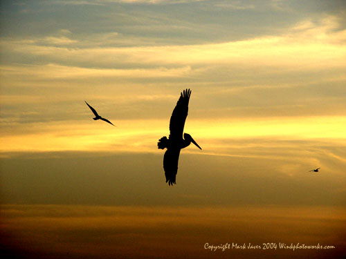 <b>9th (tie)</b><br>Sweet Light - Sweet Flight