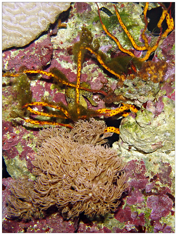 Undersea Treasure<br>By Dani