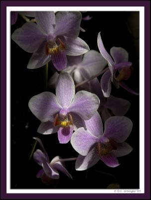 Orchid_D2X0389.jpg