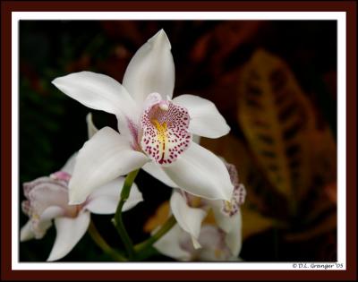 Orchid_d2x0287.jpg