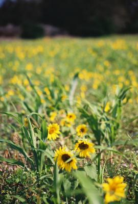 u35/studebakerhawk/medium/35891854.sunflowers1.jpg