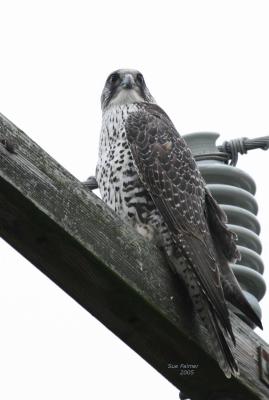 3-6 gyr 2728.jpg