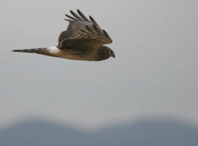 3-6 harrier 2670.jpg