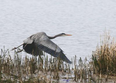 3-6 heron 2580.jpg
