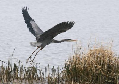 3-6 heron 2581.jpg