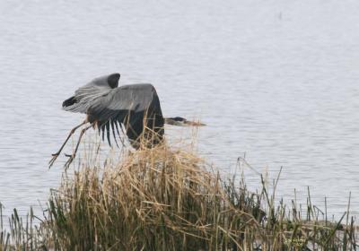 3-6 heron 2582.jpg
